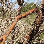 Vachellia exuvialis Rinde