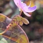 Tinantia pringlei Flower