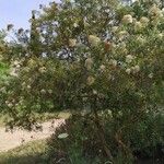 Buddleja saligna Habit