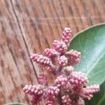 Rhus ovata Flower