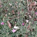 Althaea cannabina Pokrój