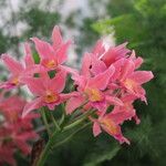 Guarianthe aurantiaca Blüte