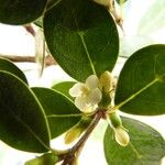Fernelia buxifolia Blomma