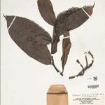 Heteropsis flexuosa Hoja