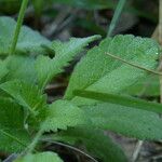 Scabiosa cinerea Листок