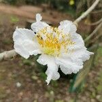 Oncoba spinosa Fleur