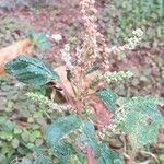 Amaranthus viridis Habitus