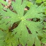 Aconitum lycoctonum Levél