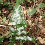 Triplophyllum buchholzii Hoja