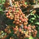 Gymnosporia buxifolia Fruit