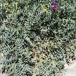 Astragalus arnottianus