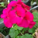 Pelargonium zonale Blomst