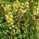 Pedicularis ascendens Flower