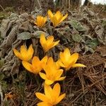 Crocus angustifolius Blüte