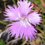 Dianthus gallicus Fleur