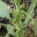 Parietaria pensylvanica Flower