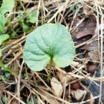 Viola palustris Blad