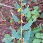 Triumfetta semitriloba Hoja