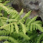 Gymnocarpium dryopteris Blatt