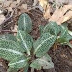 Goodyera pubescens Blatt