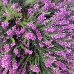 Erica cinereaFlower