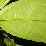 Alchornea latifolia पत्ता