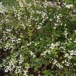 Spiraea prunifolia Habitus