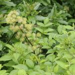 Aralia cachemirica Агульны выгляд