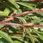 Ludwigia erecta Blatt