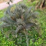 Encephalartos longifolius Hábito