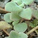 Crassula cordata Hostoa