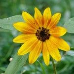 Helianthus debilis Květ