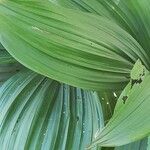 Veratrum nigrum 葉