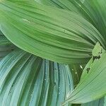 Veratrum nigrum Blatt