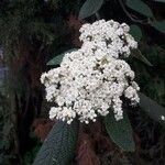 Viburnum rhytidophyllum Blomst