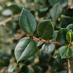 Luma apiculata Blatt