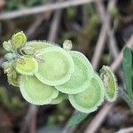 Clypeola jonthlaspi Fruit