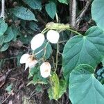 Begonia formosana ᱵᱟᱦᱟ