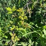 Rubus argutus Leaf