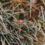 Ephedra rupestris Habit