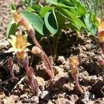 Orobanche fasciculata Hábito