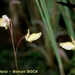 Utricularia minor Іншае