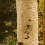 Betula ermanii Corteccia