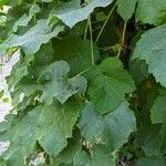 Vitis californica برگ