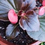 Begonia cucullata cv. 'Doublet Rose Pink' Blatt