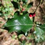 Ilex aquifolium Frunză