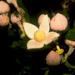 Sloanea synandra Flower