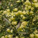 Asparagus acutifolius Blüte