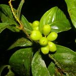Quiina macrophylla Frucht