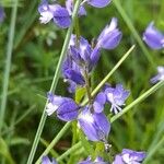 Polygala vulgaris Fleur